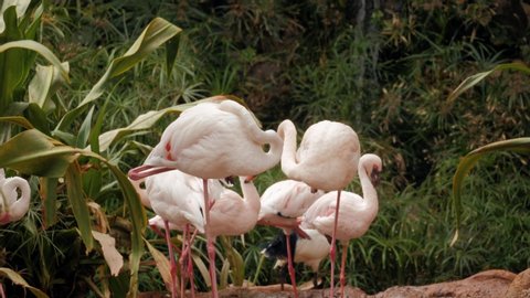 Group pink Caribbean flamingo goes on water in national park wildlife. Pink flamingo goes on a swamp