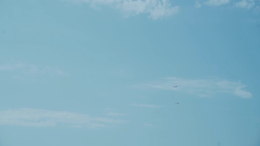 Two seagulls fly against the wind, remaining in place, above the sea against a blue sky