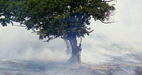 Deforestation And Fire, Amazon Amazonia, Brasil. Rain Forest Fire Disaster, Burning, Burn, Tree, Smoke