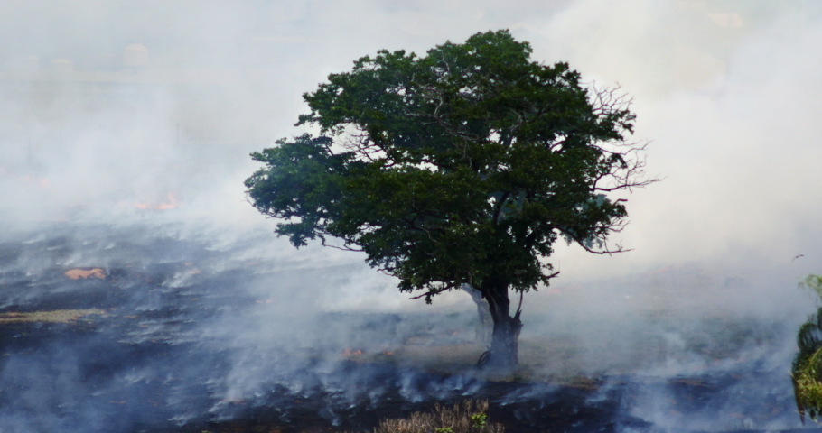Deforestation And Fire, Amazon Amazonia, Brasil. Rain Forest Fire Disaster, Burning, Burn, Tree, Smoke