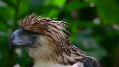 The Philippine Eagle also known as the Monkey-eating Eagle is critically endangered and can live for sixty years feeding on Monkeys, Flying Lemurs, and small mammals as an opportunist Bird of Prey.
