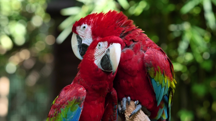 A pair of red and blue macaw parrots, kissing and cleaning feathers for each other, 4k footage, slow motion, b roll shot. | Shutterstock HD Video #1039067462
