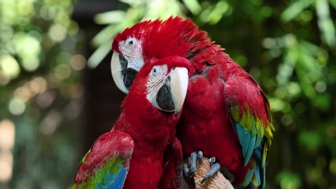 A pair of red and blue macaw parrots, kissing and cleaning feathers for each other, 4k footage, slow motion, b roll shot.