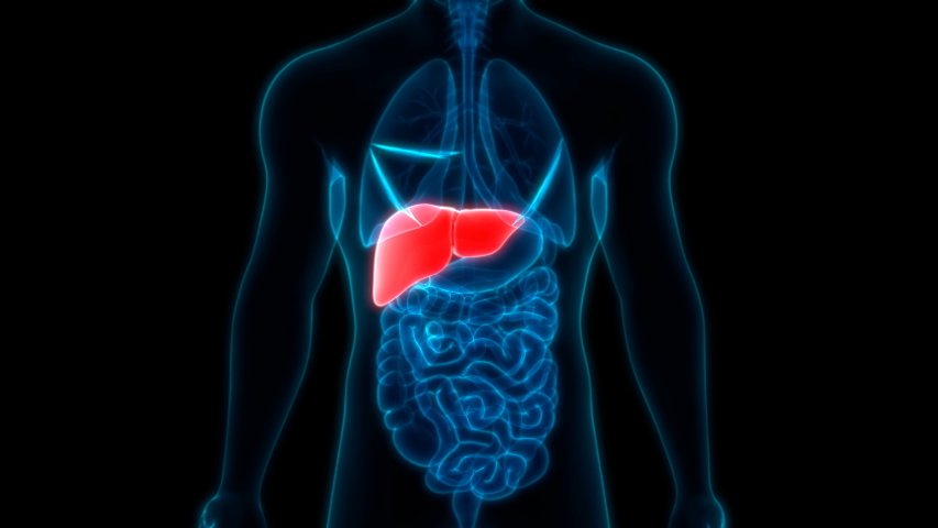 активизация пищеварения. пишеварительнаясистема человека. рисунок пищеварительной системы человека живот. пищеварение человека видео. пищеварительная система человека.