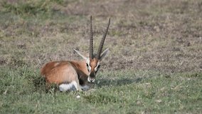Male Thompson's gazelle with horns sitting, flicking ears, and swishing tail in the Maasai Mara Reserve in Kenya.