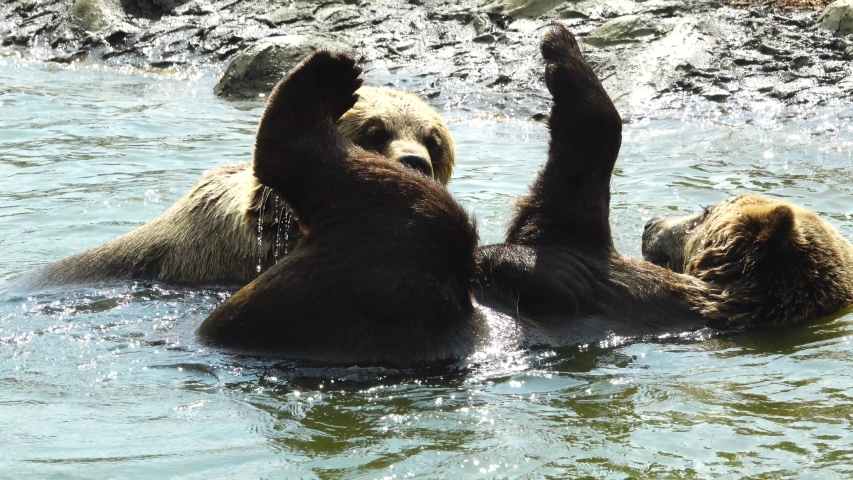 Two bears bathe in a pond and play.