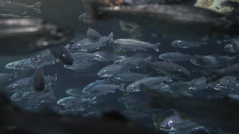 Fish crowd, Many masu salmon swiming in circles, slow motion from 60fps