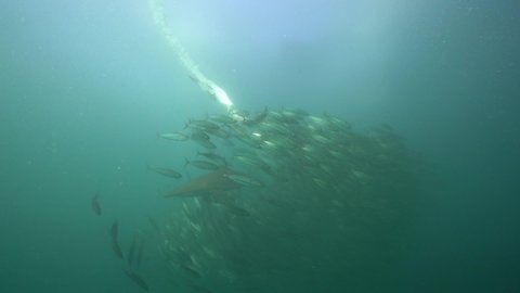 Underwater footage of gannet diving and catching fish with shark in shot in Port St Johns, South Africa.
