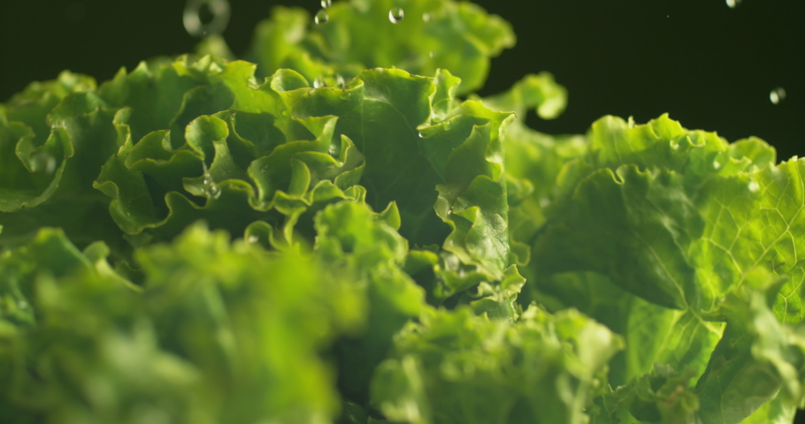 Water splashing onto lettuce in super slow motion. Shot on Phantom Flex 4K high speed camera. | Shutterstock HD Video #1039105406