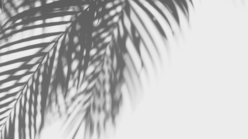 closeup the motion of shadow palm leaves on a white wall background. Royalty-Free Stock Footage #1039109924