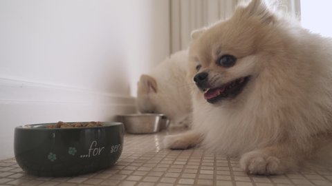 Close-up of two precious dogs eating from their bowls. Pomeranian Spitz
