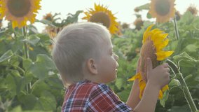 little boy exploring a field with sunflowers happy family concept slow motion video. sniffs a flower of a sunflower funny video. blond farmer boy works in the lifestyle field with sunflowers