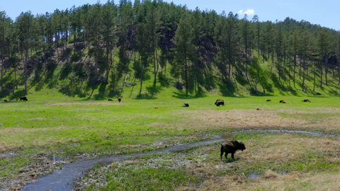 Buffalo Herd, Bison Resting in Green Grassy Field, Aerial Drone