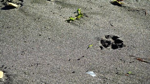 Dog footprints on a beach enhanced by the shadow of morning light