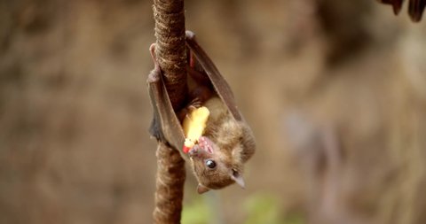 Cut Fruit Bat Eating Upside Down, 4K Close Up
