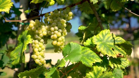 cinematic shots of golden white grapes in the vines ready to be picked in the harvest period. Glera variety, used to make the Italian sparkling wine Prosecco of Valdobbiadene.