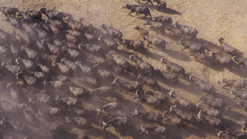 Aerial straight down view of a large herd of Cape buffalo moving about in the Okavango Delta, Botswana