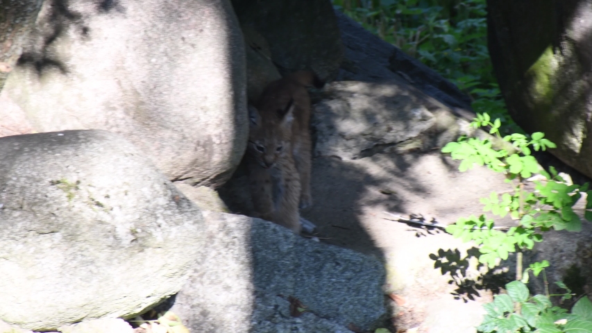 Eurasian lynx cub in the Skansen Museum Zoo in Stockholm, Sweden.