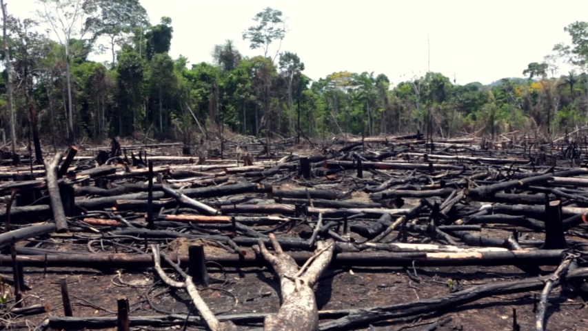 Trees burned in illegal deforestation to open area for agriculture in the Amazon rainforest. Concept of deforestation, environmental damage, climate change and global warming. Para state, Brazil. Royalty-Free Stock Footage #1039132478