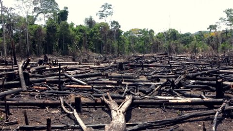 Trees burned in illegal deforestation to open area for agriculture in the Amazon rainforest. Concept of deforestation, environmental damage, climate change and global warming. Para state, Brazil.