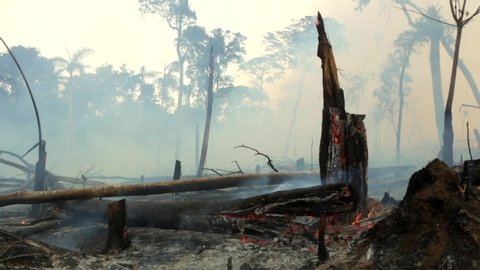Amazon rainforest trees on fire with smoke in illegal deforestation to open area for agriculture. Concept of deforestation, environmental damage, climate change and global warming. Para state, Brazil.