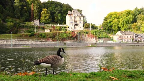 Namur, Belgium - October 10 2019: One canadian goose wandering in City Namur just near river Meuse and there are nice buildings on the other side of the river