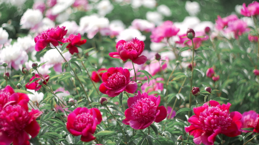 Pink peonies flower bloom on background of blurry white peonies in peonies garden.  | Shutterstock HD Video #1039133672