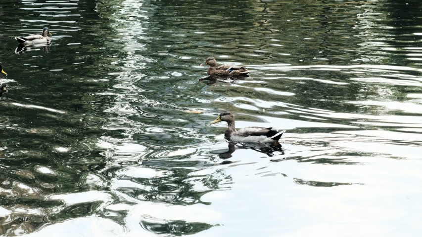 ducks and drakes swim in the water, leaving stains. they are looking with their beaks for something in the water, collecting water. trees reflect in the water
