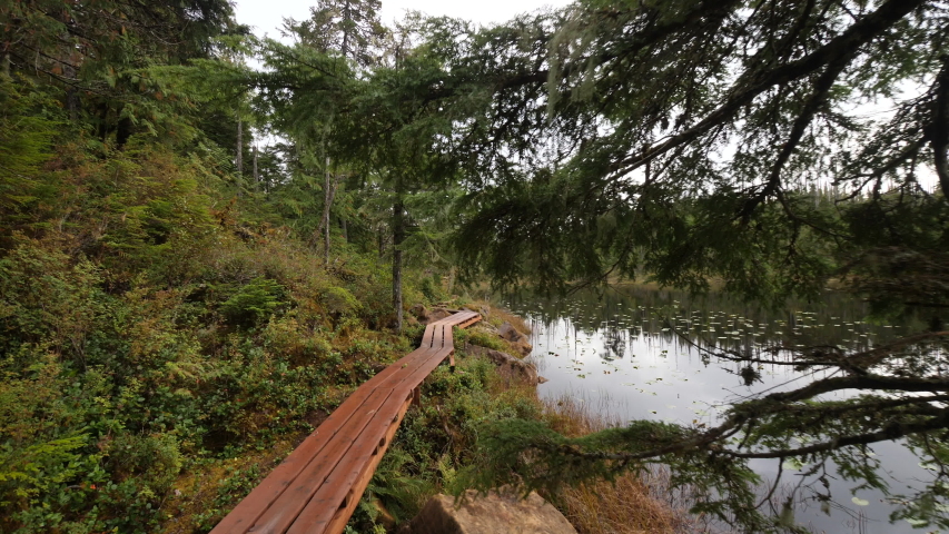 POV Walking Along Boardwalk Through Marsh