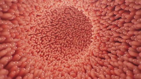 Intestinal villi. Intestine lining. Microscopic villi and capillaries for digestion and absorption of food. Human intestine. Concept of a healthy or diseased intestine. Loop seamless 4k, 3D Animation