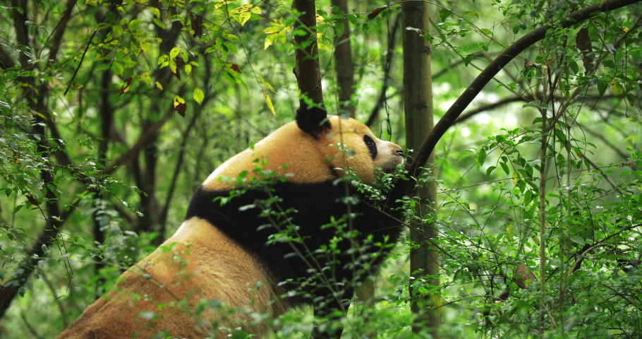 Close up of  one adult giant panda bear playing in the tree outdoor in the wild at Sichuan China  panda bite the tree branch