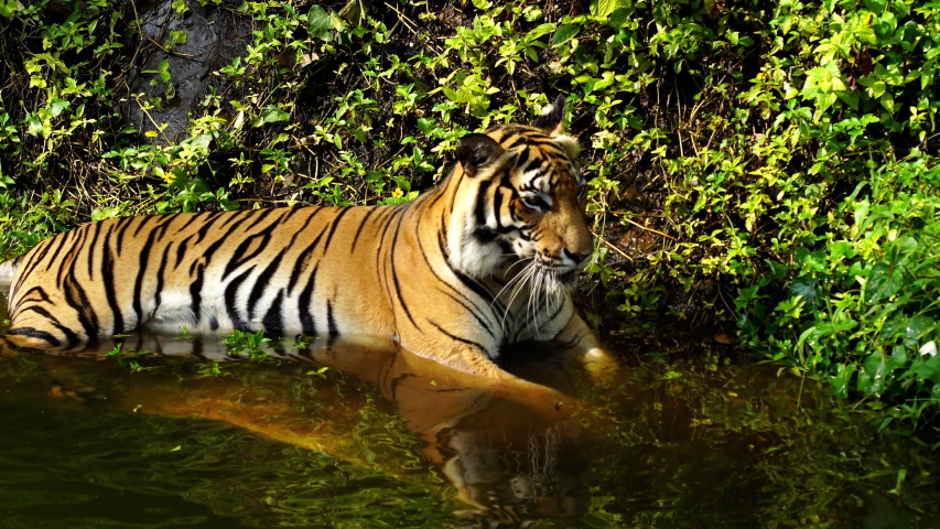 Bengal tiger playing water in pond | Shutterstock HD Video #1039153199