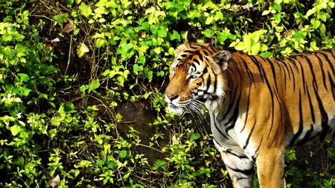 slow-motion of bengal tiger roaring