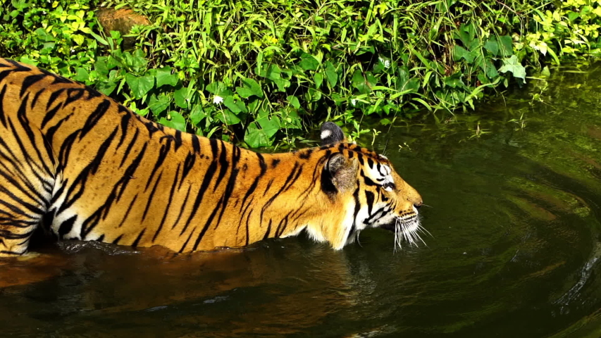 slow-motion of Bengal tiger (Panthera tigris tigris) was swimming in pond