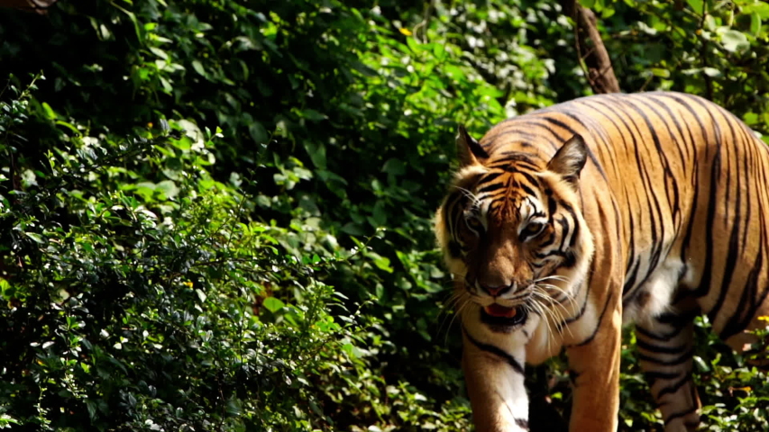 Close up of bengal tiger walking in the forest  | Shutterstock HD Video #1039153241