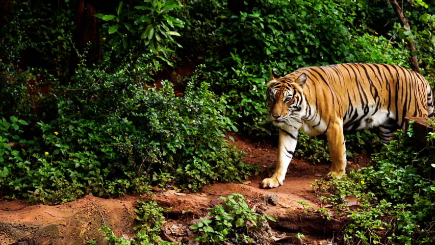 Slow-motion of bengal tiger walking in the forest  | Shutterstock HD Video #1039153259