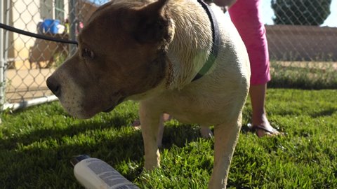 Closeup on pitbull sharpei mix dogs face while getting bath outside