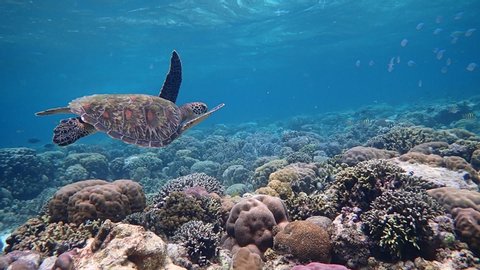 Green sea turtle (Chelonia mydas) swims gracefully in a shallow coral reef, slow motion. Moalboal, Cebu, Philippines.