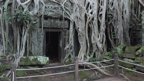 Tilt, Ta Prohm temple. Location of Tomb Raider scene, Famous tree roots over a gate.