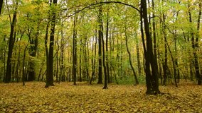 Nice autumn color forest leaves 4k video nature day light