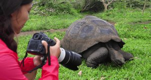 Galapagos Islands Wildlife videographer and tourist taking photos of Giant Tortoise. Animals wildlife funny video of tortoise in the highlands, Santa Cruz Island, Galapagos, Ecuador, South America