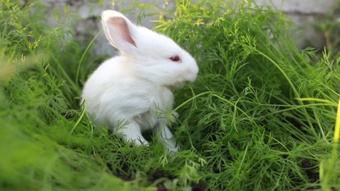 little white rabbit in green grass with sunlight