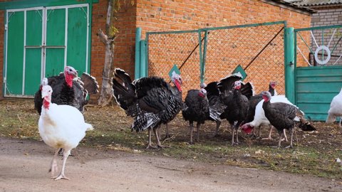 Flock of colorful domestic turkeys walk for a walk in the village