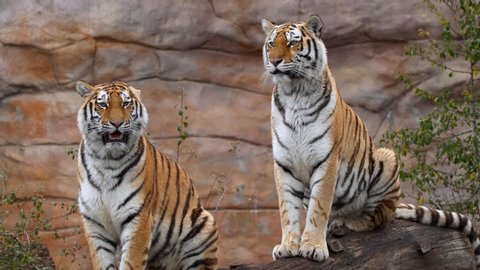 Siberian tiger (Panthera tigris altaica) angry aggressive behaviour