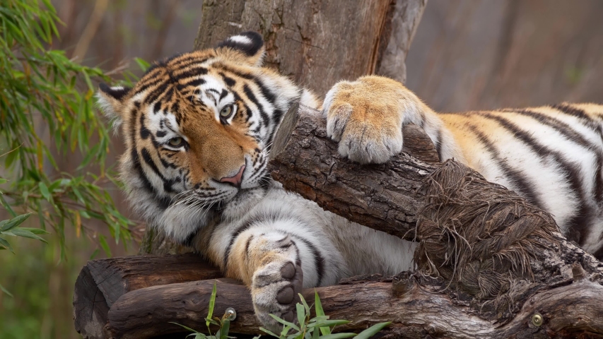 Siberian tiger (Panthera tigris altaica) lying around in boredom | Shutterstock HD Video #1039167410