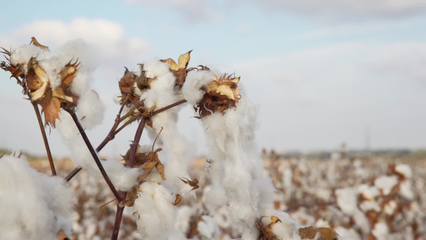 Woman in beautiful, blooming cotton field,  examining a cotton boll through a magnifying glass, cotton before harvest, under a golden sunset 