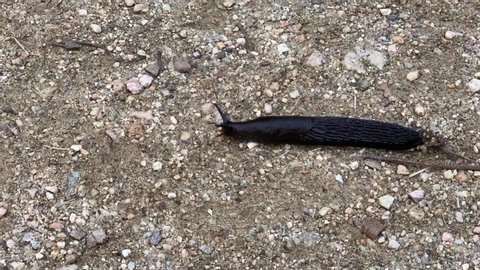 black snail crawls on the ground time lapse