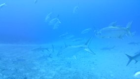 coral life caribbean sea Bonaire island underwater diving divers video