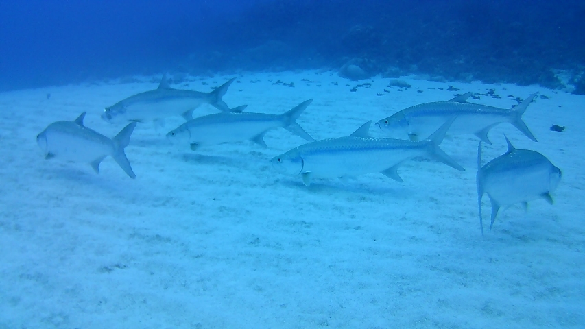 Coral Life Caribbean Sea Bonaire Stock Footage Video 100 Royalty Free 1039180616 Shutterstock