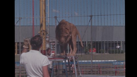 1960s The Circus Hall of Fame in Sarasota, Florida. A Lion Tamer training Four Big Cats. Beyond the Cage, Spectators Watch the Spectacle. 